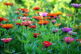 NEW Flower Cutting Garden Box | Mixed Zinnia . Mother's Day