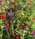 Garden Sprinkles Hummingbird | Best Seller | Spring Garden