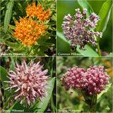 Garden Sprinkles | Monarch Milkweed | Spring Butterfly Gift
