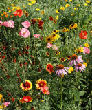 Garden Sprinkles Wildflowers | Best Seller | Spring Gifts