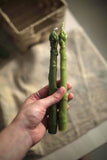 Asparagus Beeswax Taper Candle