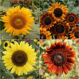 Garden Sprinkles | Grow Love Sunflower | Valentine's Day
