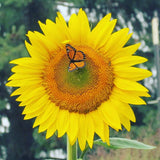 Garden Sprinkles | Grow Love Sunflower | Valentine's Day