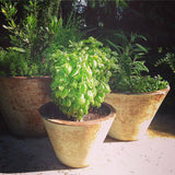 Garden Maker Culinary Herbs | Best Seller | Spring Kitchen