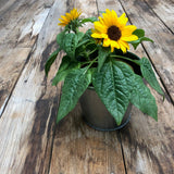 Garden Sprinkles | Grow Love Sunflower | Valentine's Day