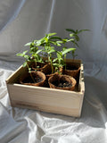 NEW Flower Cutting Garden Box | Mixed Zinnia . Mother's Day