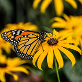 Garden Sprinkles | Monarch Milkweed | Spring Butterfly Gift