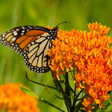 Garden Sprinkles | Monarch Milkweed | Spring Butterfly Gift