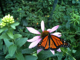 Garden Sprinkles Wildflowers | Best Seller | Spring Gifts