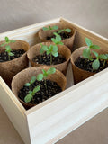 NEW Flower Cutting Garden Box | Mixed Zinnia . Mother's Day