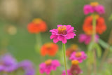 NEW Flower Cutting Garden Box | Mixed Zinnia . Mother's Day